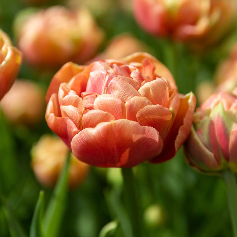 Tulipan 'Copper Image'